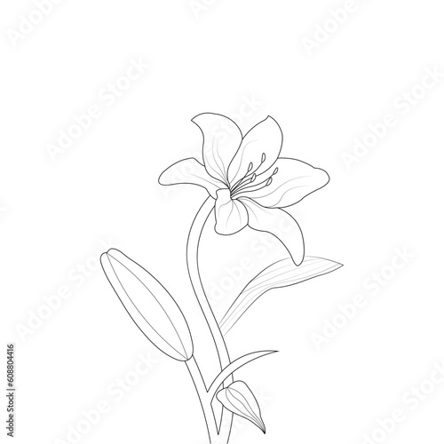 Lily Flower Coloring page Hand Drawn illustration With Line Art