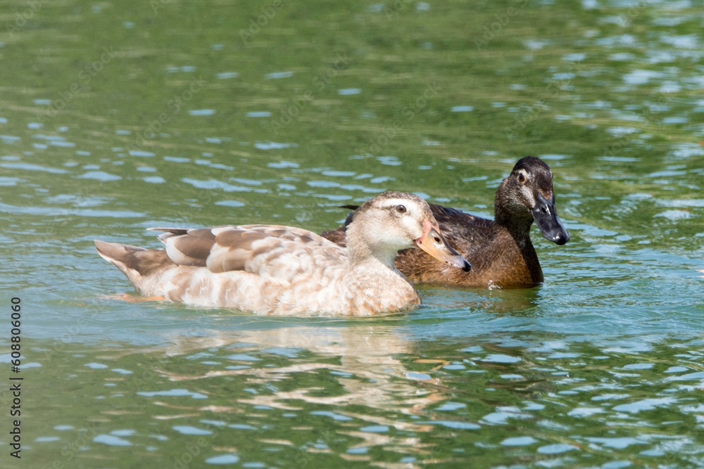Patos en el lago Patos en el lago