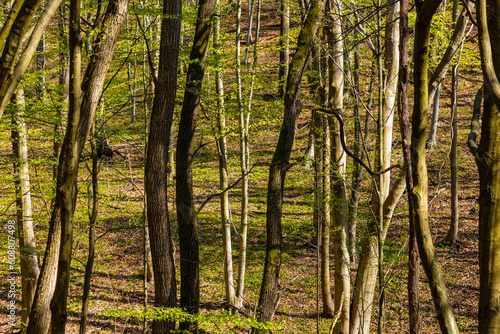 Spring forest thicket in Bedkowska Valley nature park and reserve along Bedkowka creek within Jura Krakowsko-Czestochowska Jurassic upland near Cracow in Lesser Poland