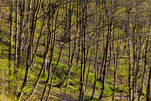 Spring forest thicket in Bedkowska Valley nature park and reserve along Bedkowka creek within Jura Krakowsko-Czestochowska Jurassic upland near Cracow in Lesser Poland photo