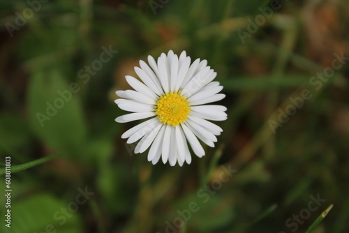 Bellis perennis L. 