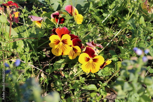 Viola x wittrockiana Gams ex Kappert 