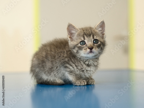 chaton de 2 mois sur la table de consultation du vétérinaire photo