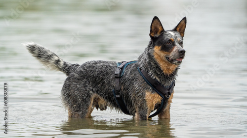 american cattle dog in the river with beautiful green colours