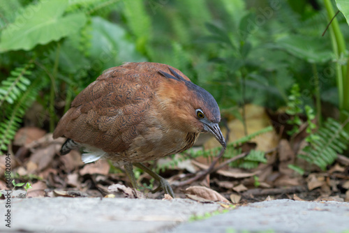 Wallpaper Mural Malayan night heron bird in wilderness Torontodigital.ca
