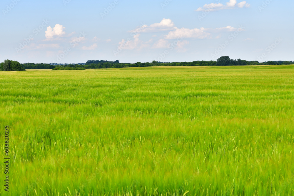 Fototapeta premium A Large field with the young barley