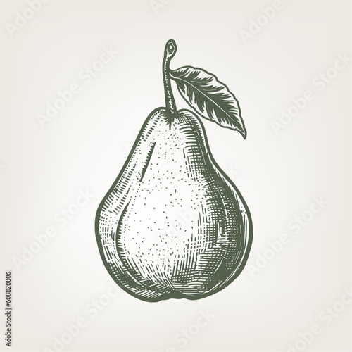 Hand drawn pear. Vintage woodcut engraving style vector illustration.