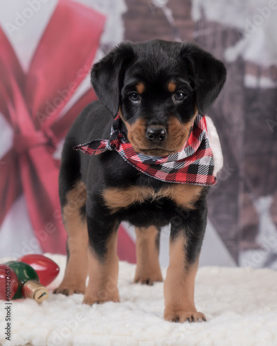 Rottweiler Puppy
