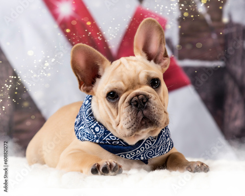 French Bulldog