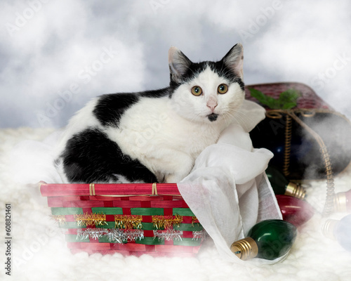 Cat in Basket