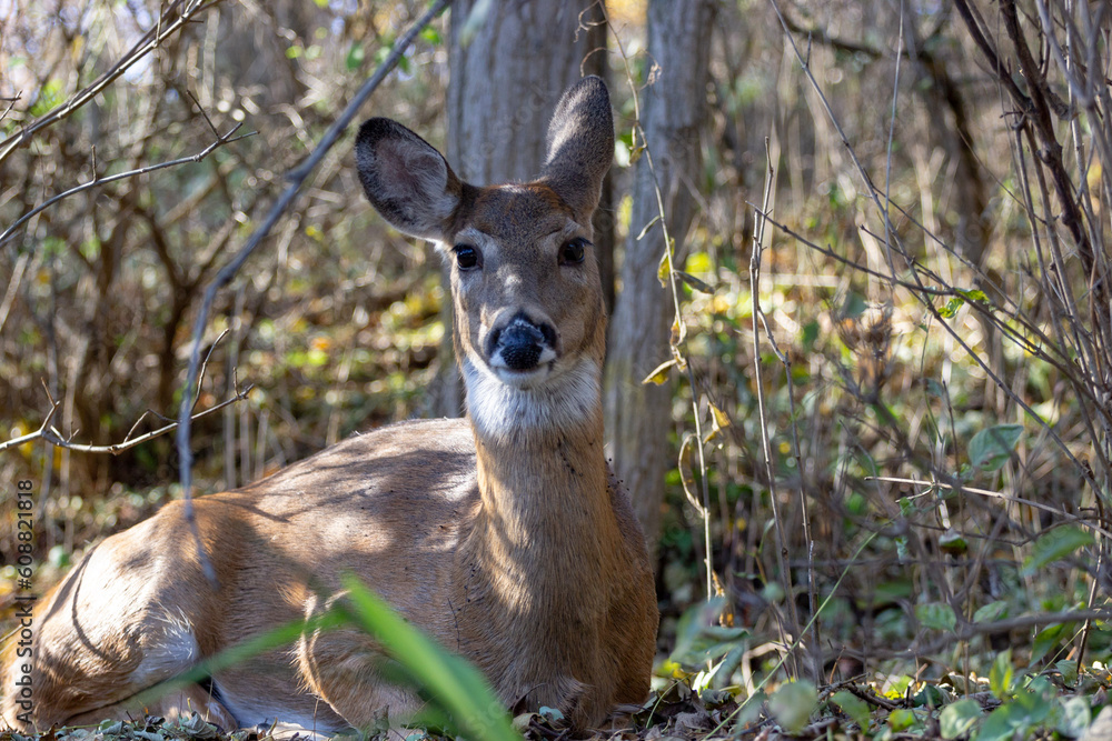 Obraz premium deer laying down