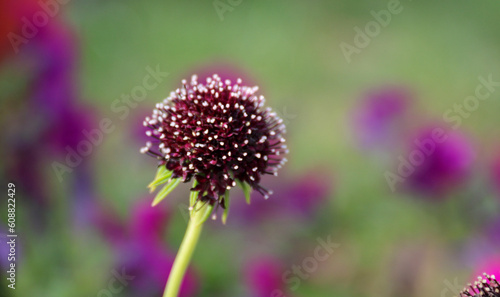 pincushion flower photo