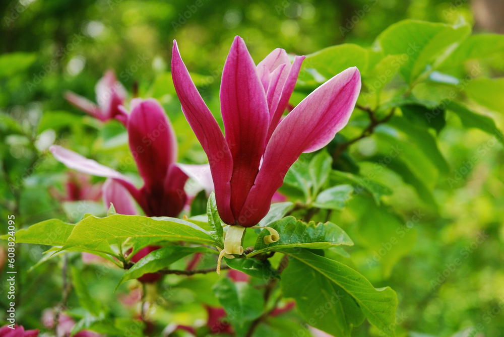 Magnolia liliiflora is a tree known as mulan magnolia, purple magnolia and also red,  tulip and lily magnolia, and woody-orchid. The plant has purple flowers.
