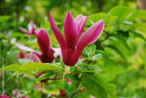 Magnolia liliiflora is a tree known as mulan magnolia  purple magnolia and also red   tulip and lily magnolia  and woody-orchid. The plant has purple flowers.