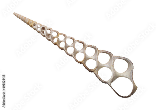 Isolated slice of cone seashell  on transparent background. Beautiful seashell with holes. Close up. Ocean day