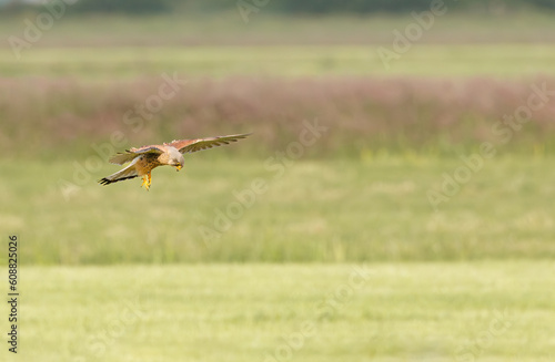 Close up of a soaring and hunting Kestrel  Falco tinnunculus  in natural habitat of open fields against background green meadow landscape