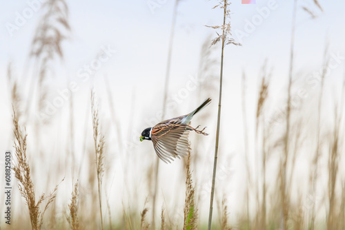 Leinwand Poster Close up of a male Reed Bunting, Emberiza schoeniclus, flying away from last yea
