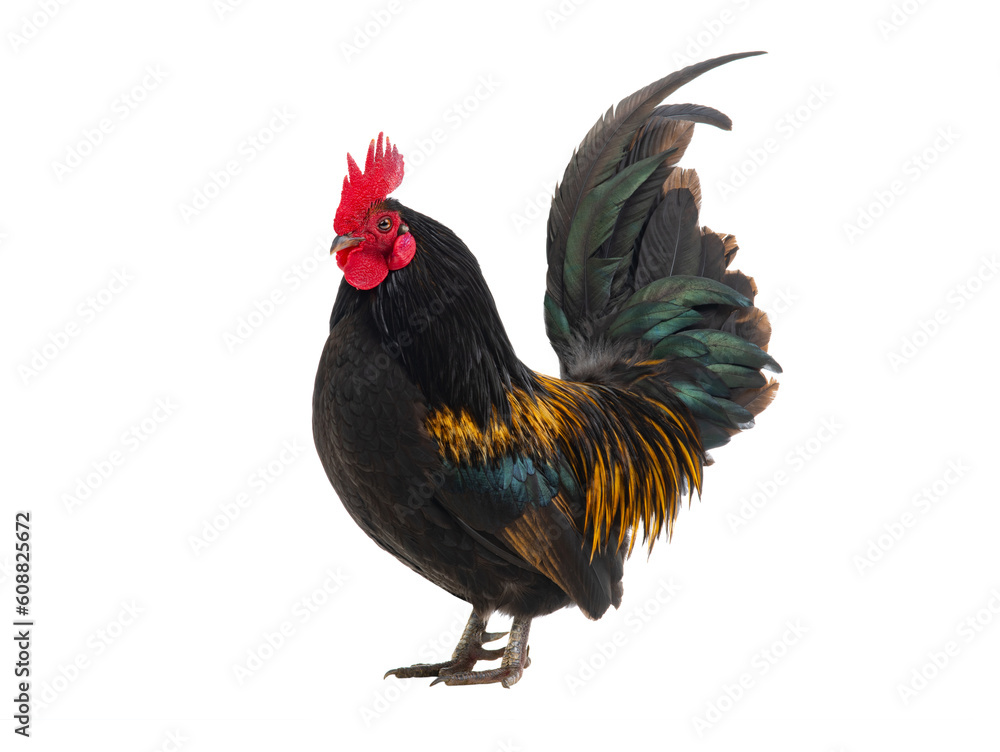 golden rooster isolated on white background golden rooster isolated on white background