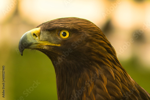 Águila real en retrato de perfil. Mirada penetrante, plumaje marrón resplandeciente.