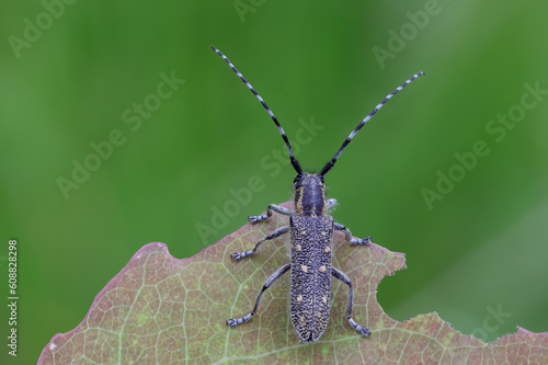 Kleiner Pappelbock - Saperda populnea photo