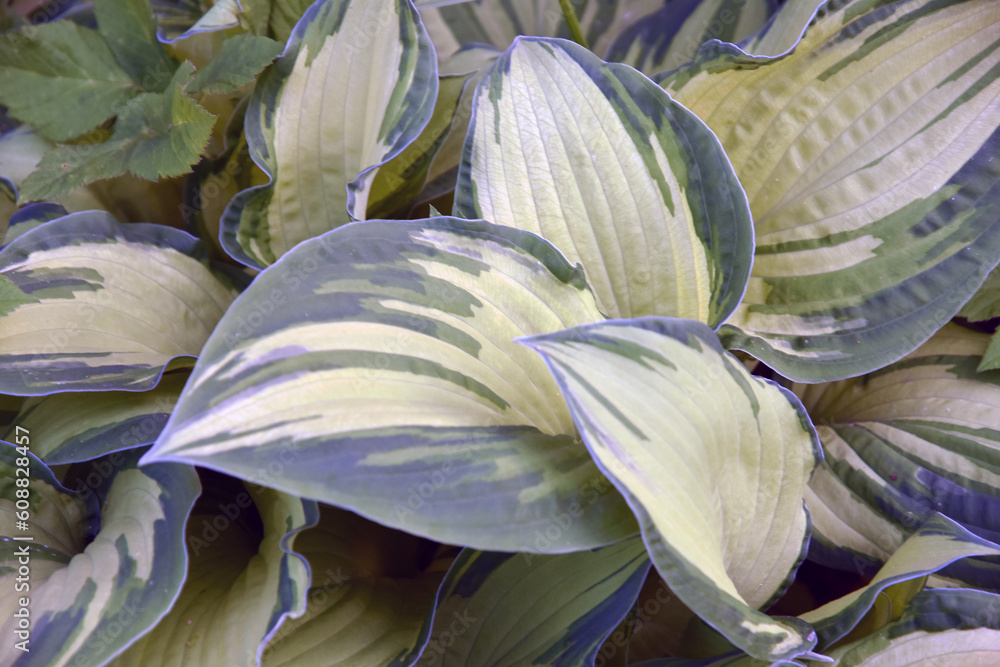 Green hosta plant with white stripes