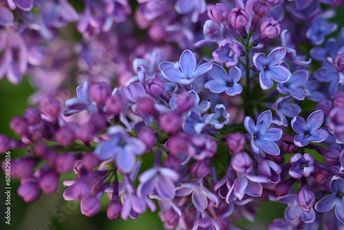 floral lilac background  Soft purple lilac background  lilac buds  violet color texture   purple lilac flowers on a green background