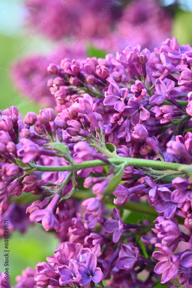 floral lilac background, Soft purple lilac background, lilac buds, violet color texture,
purple lilac flowers on a green background floral lilac background, Soft purple lilac background, lilac buds, violet color texture,
purple lilac flowers on a green background