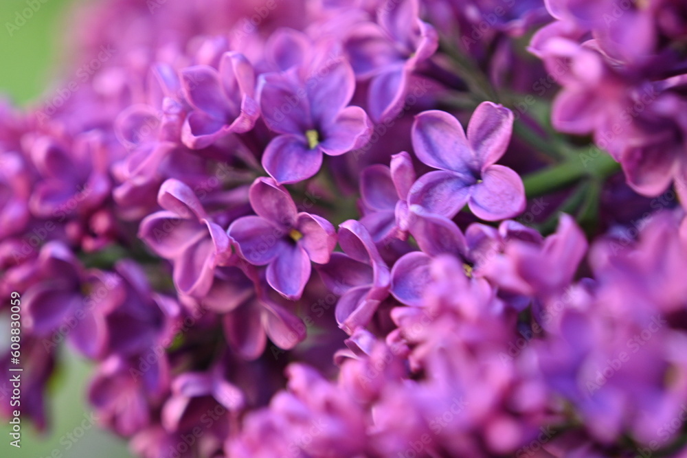 floral lilac background, Soft purple lilac background, lilac buds, violet color texture,
purple lilac flowers on a green background floral lilac background, Soft purple lilac background, lilac buds, violet color texture,
purple lilac flowers on a green background
