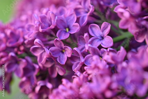 floral lilac background  Soft purple lilac background  lilac buds  violet color texture   purple lilac flowers on a green background