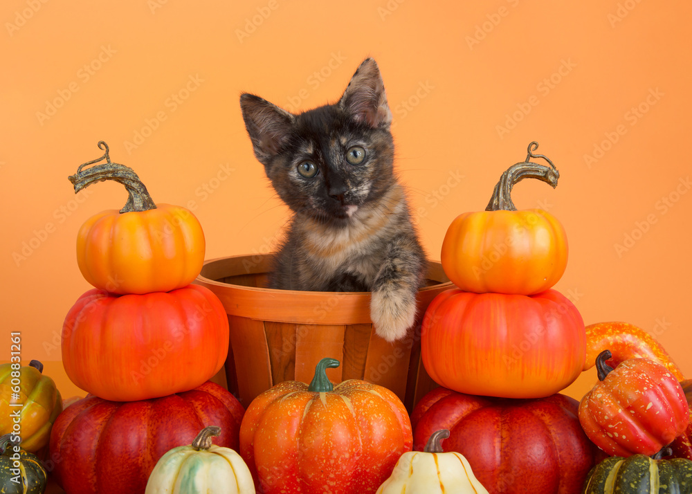 Adorable Calico Tabby, or Caliby kitten sitting in an orange wicker basket surrounded by piles of miniature pumpkins. Kitten looking directly at viewer. Orange background. Adorable Calico Tabby, or Caliby kitten sitting in an orange wicker basket surrounded by piles of miniature pumpkins. Kitten looking directly at viewer. Orange background.
