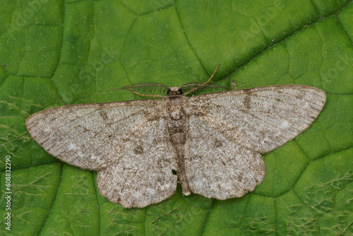 Closeup on the Pale Oak Beauty geometer moth, with spread wings on a green leaf