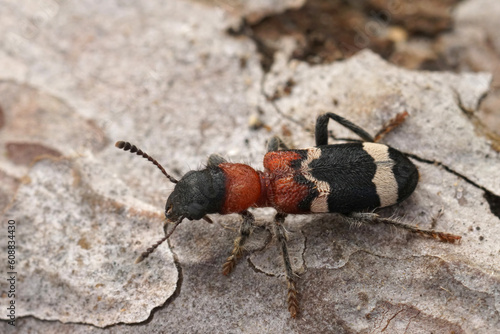 Close-up n the colorful European red-bellied clerid beetle, Thanasimus formicarius a predator on bark beetles