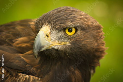 Konstfotografi Primer plano del rostro de un águila real con mirada profunda y su potente pico