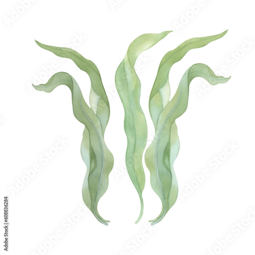 Watercolor green seaweed. Life of sea creatures.