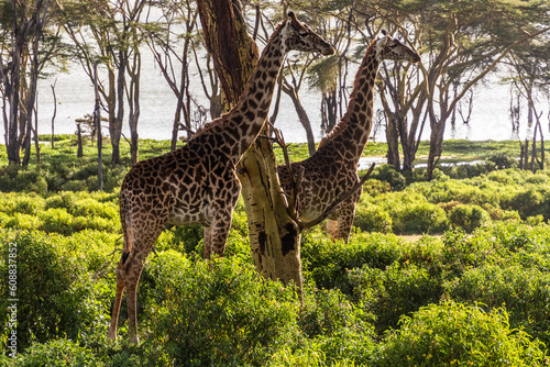 Sticker Giraffes at the Crescent island at Naivasha lake, Kenya