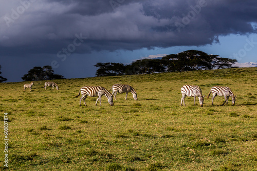 Burchell s zebras  Equus quagga burchellii  at Crescent Island Game Sanctuary on Naivasha lake  Kenya