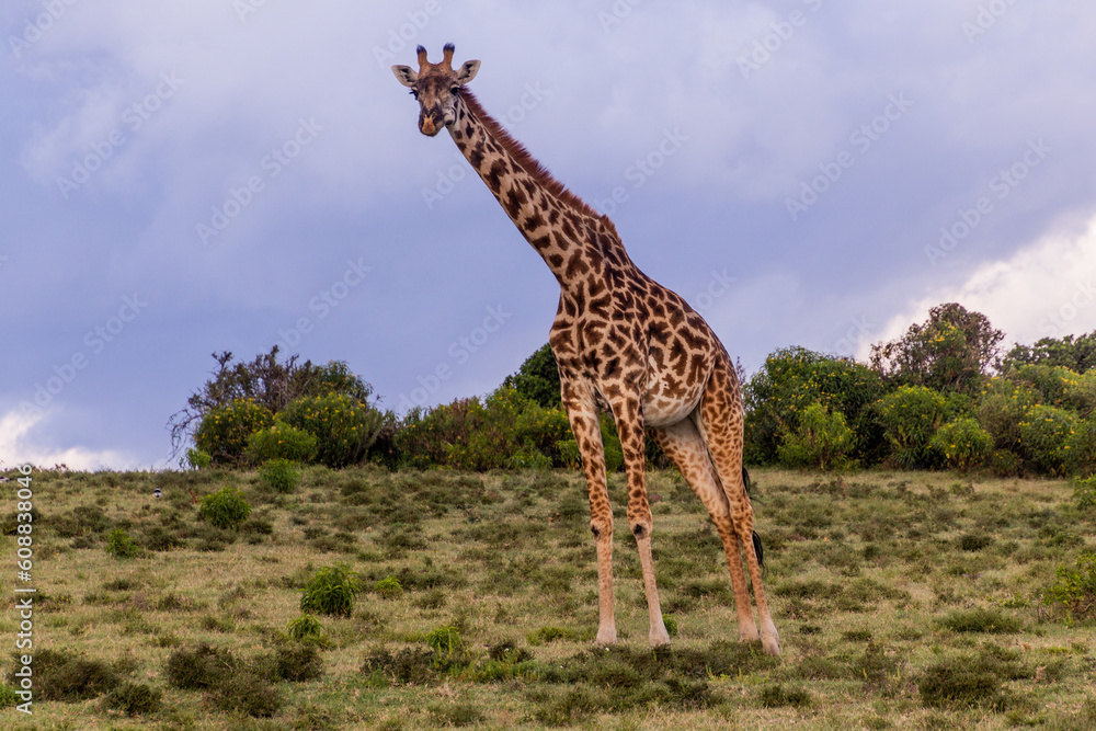 Obraz premium Masai giraffe (Giraffa tippelskirchi) at Crescent Island Game Sanctuary on Naivasha lake, Kenya