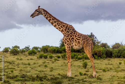 Masai giraffe (Giraffa tippelskirchi) at Crescent Island Game Sanctuary on Naivasha lake, Kenya photo