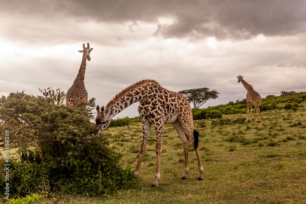 Obraz premium Masai giraffes (Giraffa tippelskirchi) at Crescent Island Game Sanctuary on Naivasha lake, Kenya