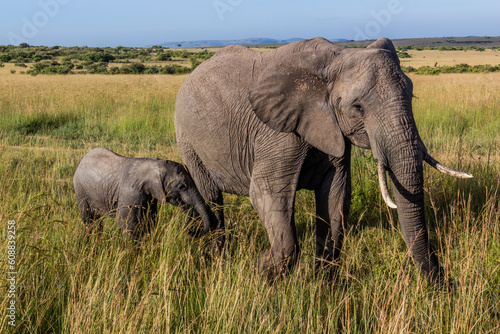 Elephants in Masai Mara National Reserve  Kenya