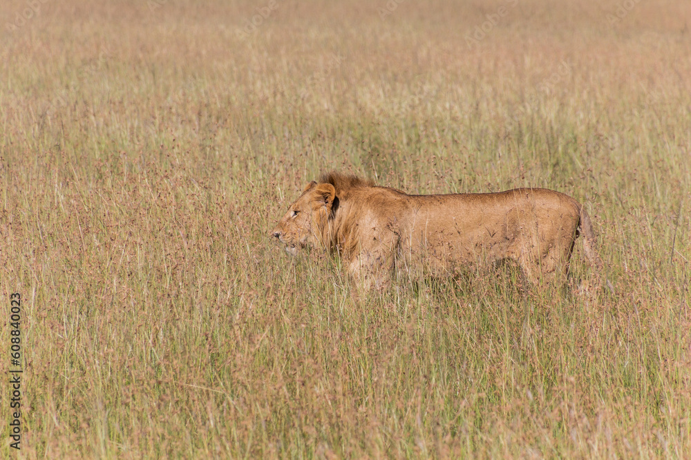 Lion in Masai Mara National Reserve, Kenya