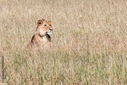 Lioness in Masai Mara National Reserve, Kenya