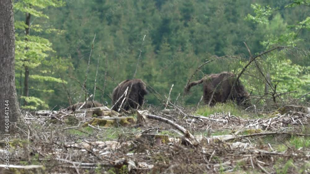 wild living European wood Bison, also Wisent or Bison Bonasus, is a large land mammal and was almost extinct in Europe, but now reintroduced to the Roothaarsteig mountains in Sauerland Germany and roa wild living European wood Bison, also Wisent or Bison Bonasus, is a large land mammal and was almost extinct in Europe, but now reintroduced to the Roothaarsteig mountains in Sauerland Germany and roa