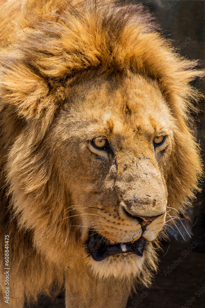 Obraz premium Lion in Masai Mara National Reserve, Kenya