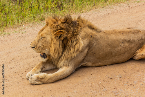 Lion in Masai Mara National Reserve, Kenya photo
