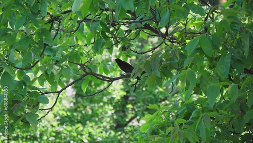 Blackbird on a branch with green leafs
