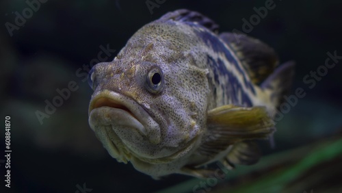 Sebastes carnatus in dark water in an aquarium. Exotic fish underwater.