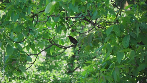 Blackbird on a branch with green leafs