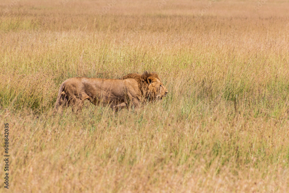 Lion in Masai Mara National Reserve, Kenya Lion in Masai Mara National Reserve, Kenya