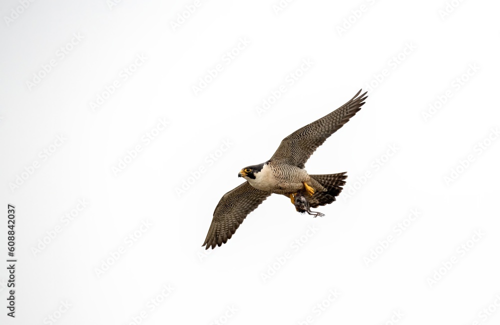Fototapeta premium Peregrine falcon in flight carrying a dead bird prey in its talons against a clear white sky